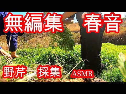 (ASMR) 野芹　採集してるだけの動画