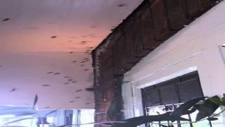 Wasp Nest Removal In Chiswick W4