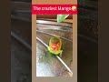 Mango’s CRAZY Bath Time 💦🦜😂 | The Splash King is Back!#funnybird #birdtok #trending #funnyparrot