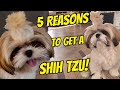 5 Reasons why you SHOULD get a SHIH TZU PUPPY の動画、YouTube動画。