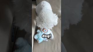 My dog DESTROYED my LABUBU… 😭💔 #shorts #dog #labubu