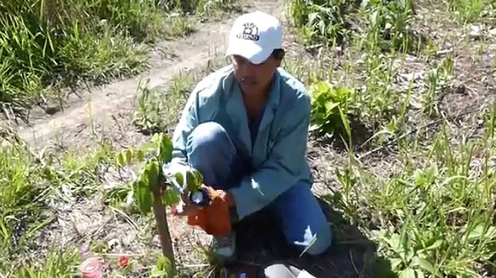 Como medir el pH del suelo con un Kelway HB-2  00127