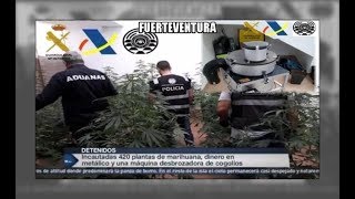 420 planta de marihuana en La Oliva, Fuerteventura - Aduanas SVA