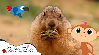 #StoryZoo | StoryZoo in The Zoo | Learn About Prairie Dogs! | Educational Videos for Children