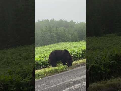 #wildbear #wildlife #hokkaido