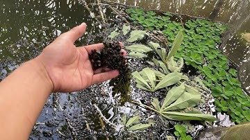 Ốc Bươu Đen Con Bự Ốc Mạnh Khoẻ mau lớn ở hậu giang