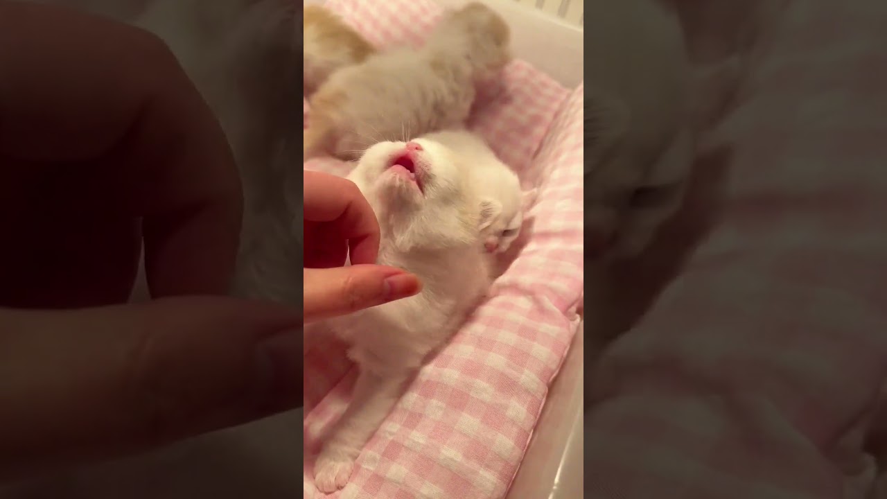 #cat #kitten #cute #funny