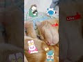 cute cat videos funny cat meme shorts