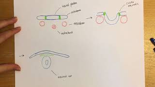 Foldning Af Ectoderm - Neuralrøret