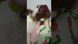 Rory Forgot To Wake Up