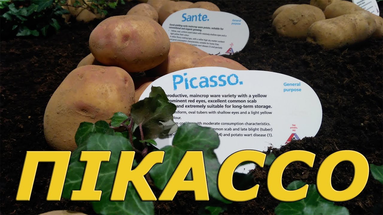 Семенной картофель ПИКАССО