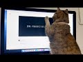 悲しい友達の猫動画をみて画面を叩きながら泣く猫【茶々さん】