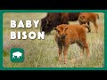 Bison Babies at Caprock Canyon | Postcard