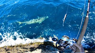 Dropping my Lure on This Giant!