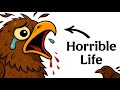 Why It Sucks To Be Born As A Honey Buzzard 