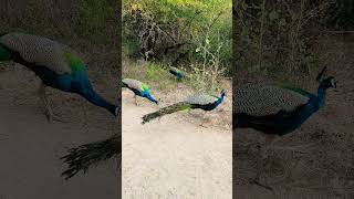 12345 Peas Are In The Forest