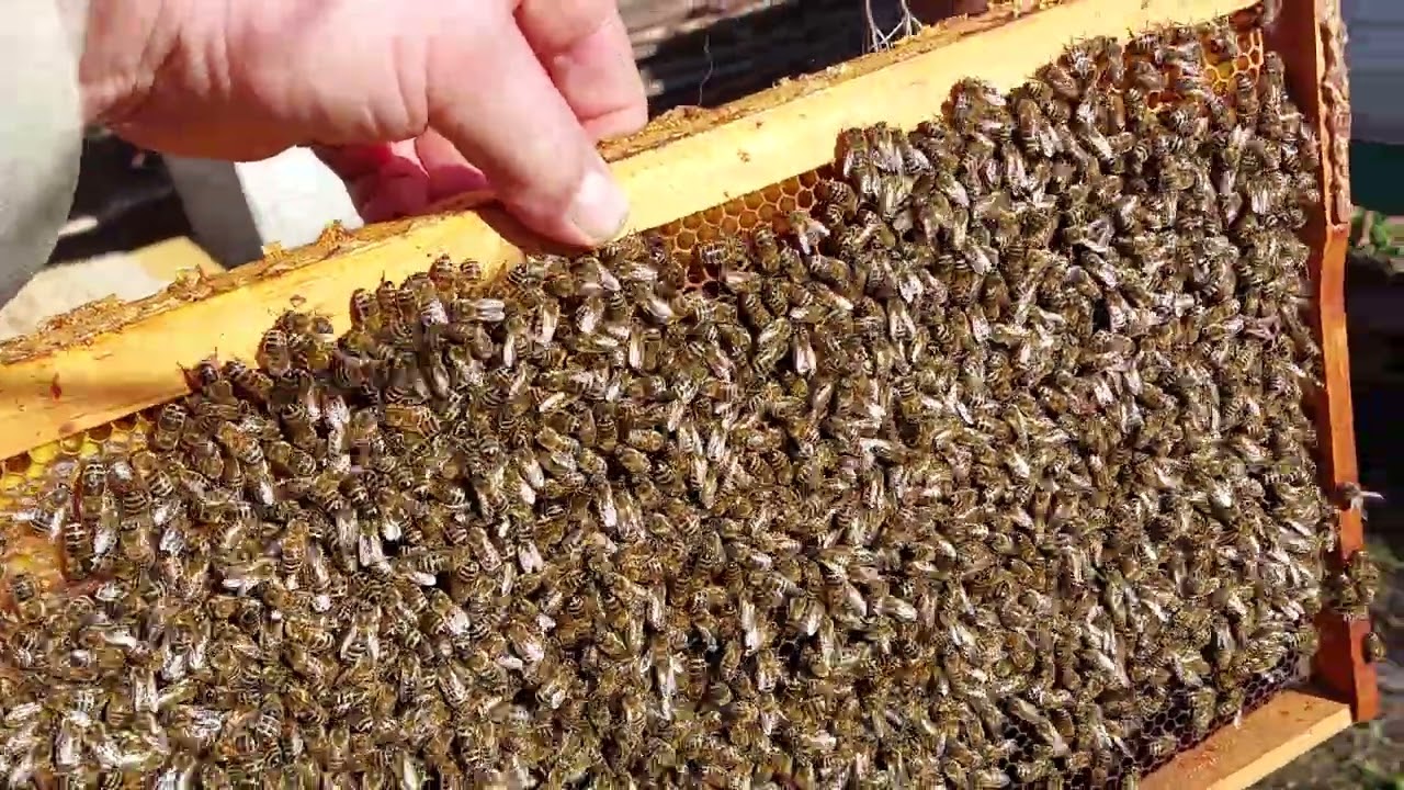 Ну і як мої бджілки перезимували