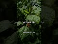 من القلب للقلب يقرأ الشيخ محمد صديق المنشاوي سورة يوسف من أجمل وأروع ما قرأ من القلب للقلب يقرأ الشيخ محمد صديق المنشاوي سورة يوسف من أجمل وأروع ما قرأ