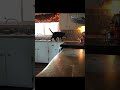 Epic Cat Fails Compilation 🐾🤣 #EpicCatFails #FunnyPets #CatMoments #CatVideos #PetHumor #KittyFail