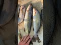 ￼ #fishing #fypage #cooking #clean