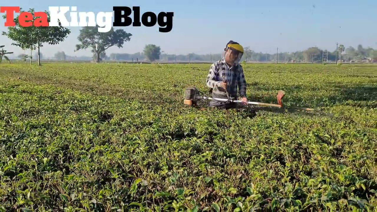 Tea garden brush cutter machine || brush cutter machine 2 stock 
