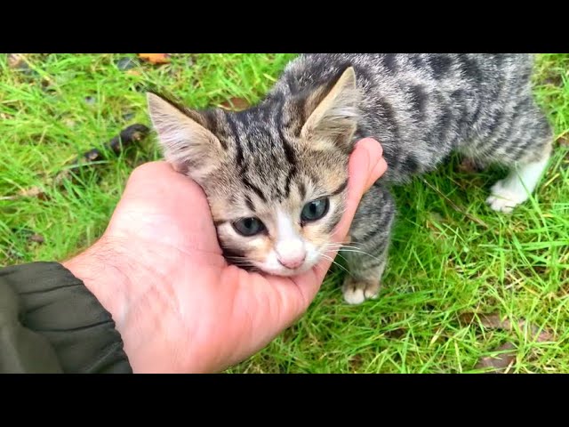 Kitten living on the street is waiting for me every day, it will warm your heart - YouTube