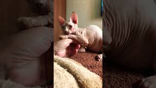 Канадский Сфинкс прекрасен❤ можно снимать вечно! #shorts #sphynx #kitten #сфинксы