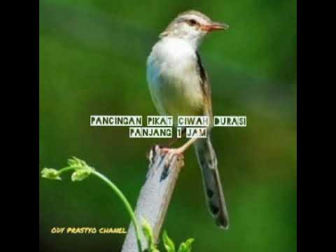 Suara pancingan pikat ciwah durasi panjang 1 jam