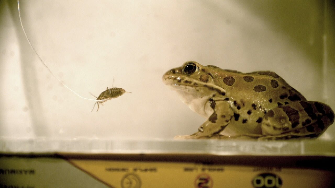 What Do Leopard Frogs Eat 