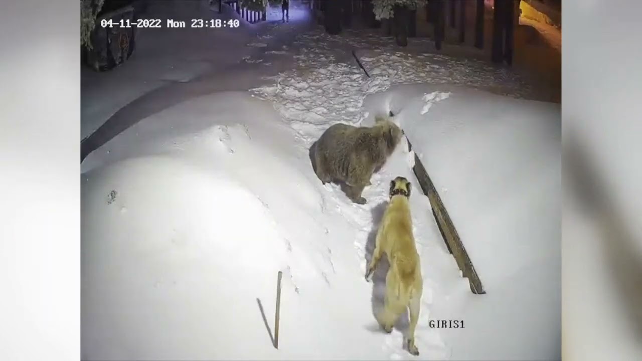  Turquie  Lorsquun ours rencontre un Kangal berger dAnatolie dans une zone montagneuse