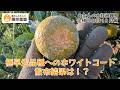 みかん成長観察2025年10月編～今のみかんの様子＆今月の作業を紹介～