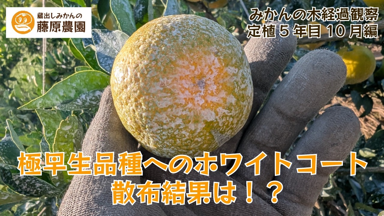 みかん成長観察2025年10月編～今のみかんの様子＆今月の作業を紹介～