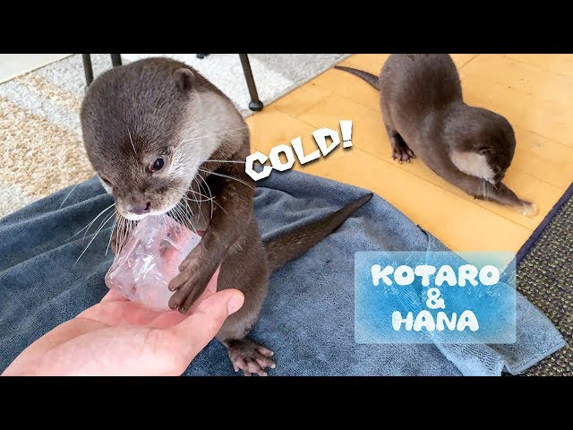 カワウソコタローとハナ　キンキンに冷えた氷をあげてみた　Otter Kotaro&Hana vs Ice Cubes