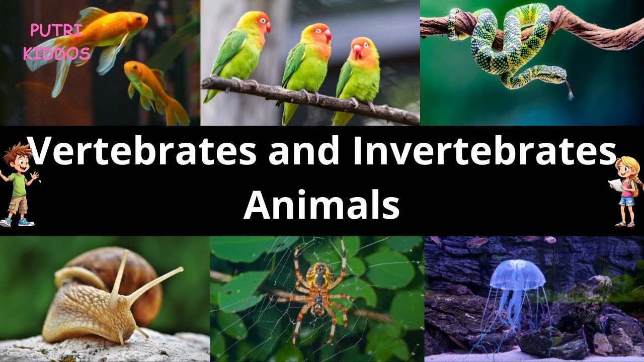 Vertebrates and Invertebrates Animals I Educational Video Animal Kingdom for Kids