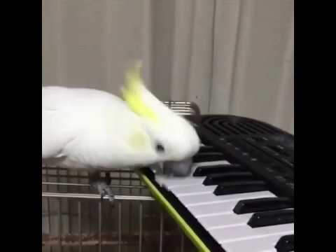 birb-memes