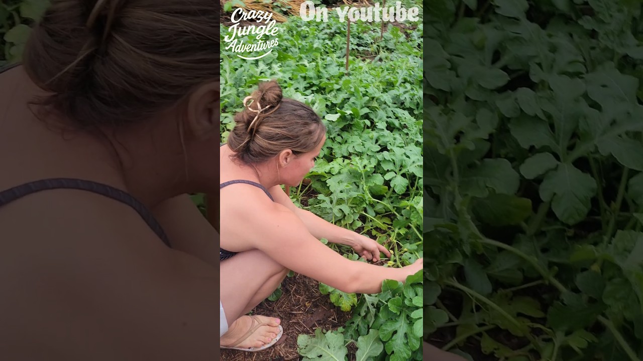 Weeding My Watermelon Patch 🍉 Look at All the Baby Melons! 