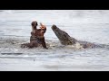 Crocodile Vs Hippo In The River - Reptile Animal