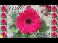 FELICITACIÓN DE CUMPLEAÃ‘OS (5)
