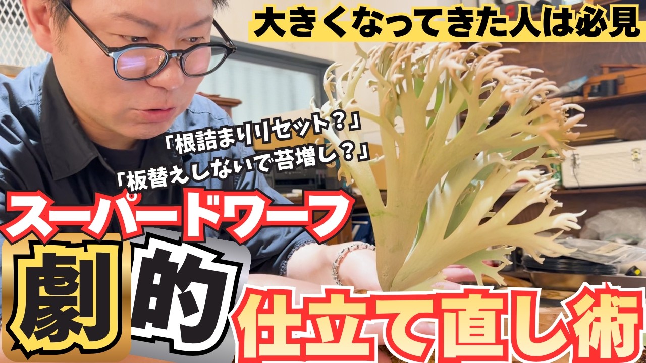 Platycerium OMG ,Jade Girl ,Bacteria ビカクシダ板付けLIVE21から