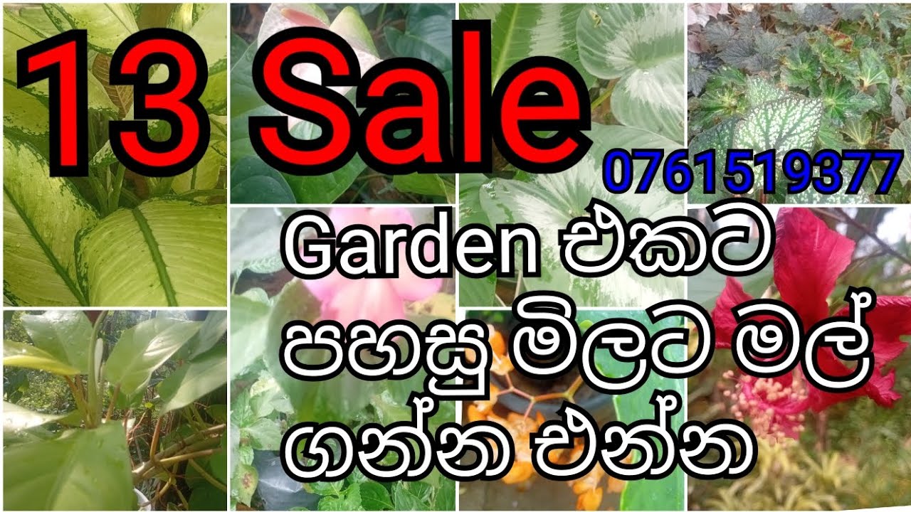 අඩුම මිලට ලස්සන මල් වර්ග ගන්න එන්න 0761519377 Call or message #garden #gardening #plants 😎🌸