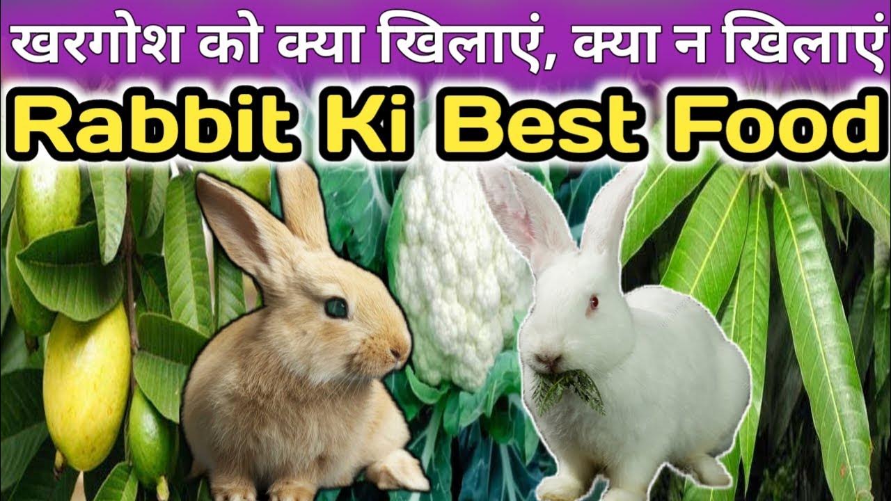 Khargosh Kya Khata Hai Rabbit Ki BestFood khargosh-kya-khata-hai-rabbit-ki-bestfood