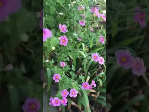 Video: Bacopa Trailing Annual - ¿Cómo se cuidan las plantas de Bacopa?