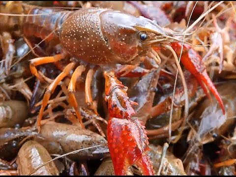 Armentor Crawfish Farm Winnie