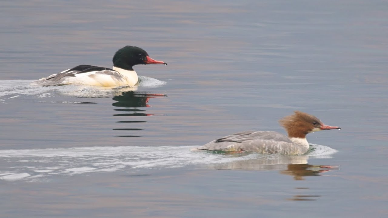 カワアイサ 野鳥 Common Merganser Mergus merganser wildbirds 251202