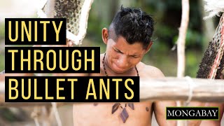 Bullet ants ritual takes on a new meaning as threats to Amazon indigenous lands grow