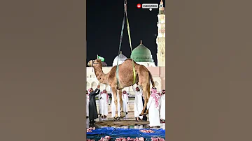 MashaAllah Giant Camel Qurbani Process In Saudi Arabia Shorts Cows Camel 