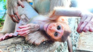 Very Funny ! Baby cute monkey ROMEO make action funny - when he sleeps give Mom take care for him