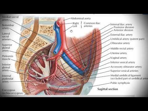 Анатомия с АВ. Подвздошные артерии (aa. iliacae). Бедренная артерия (a. femoralis).