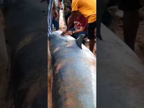 поймали акулу-людоеда🦈A Russian man was eating by a tiger shark #акула #sea #море # #shark #шок