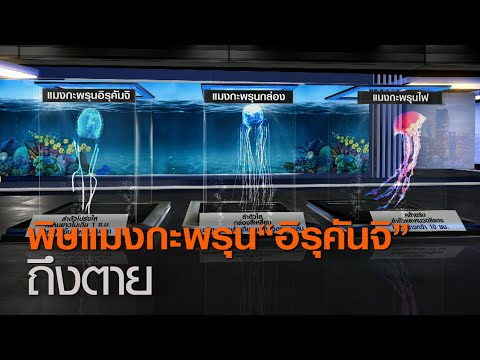 วีดีโอ: อิรุคันจิ - แมงกะพรุนทรราช: คำอธิบาย ที่อยู่อาศัย และอันตรายต่อมนุษย์